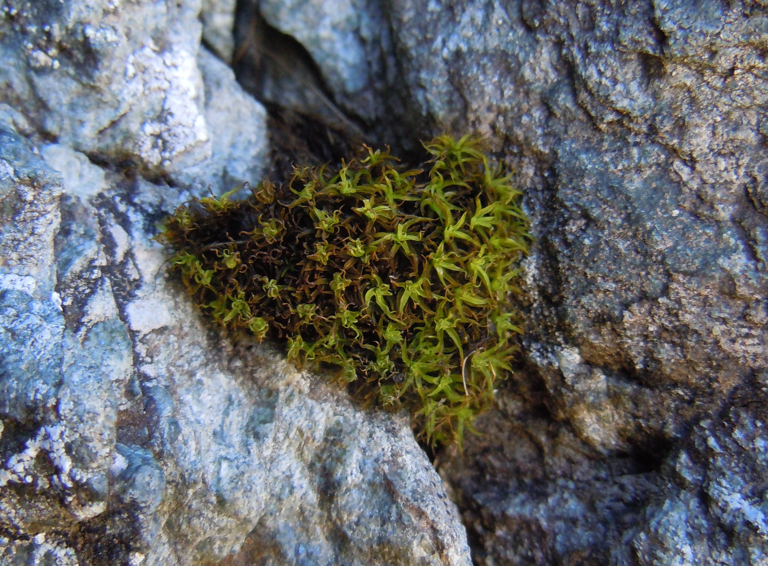 bryophytes