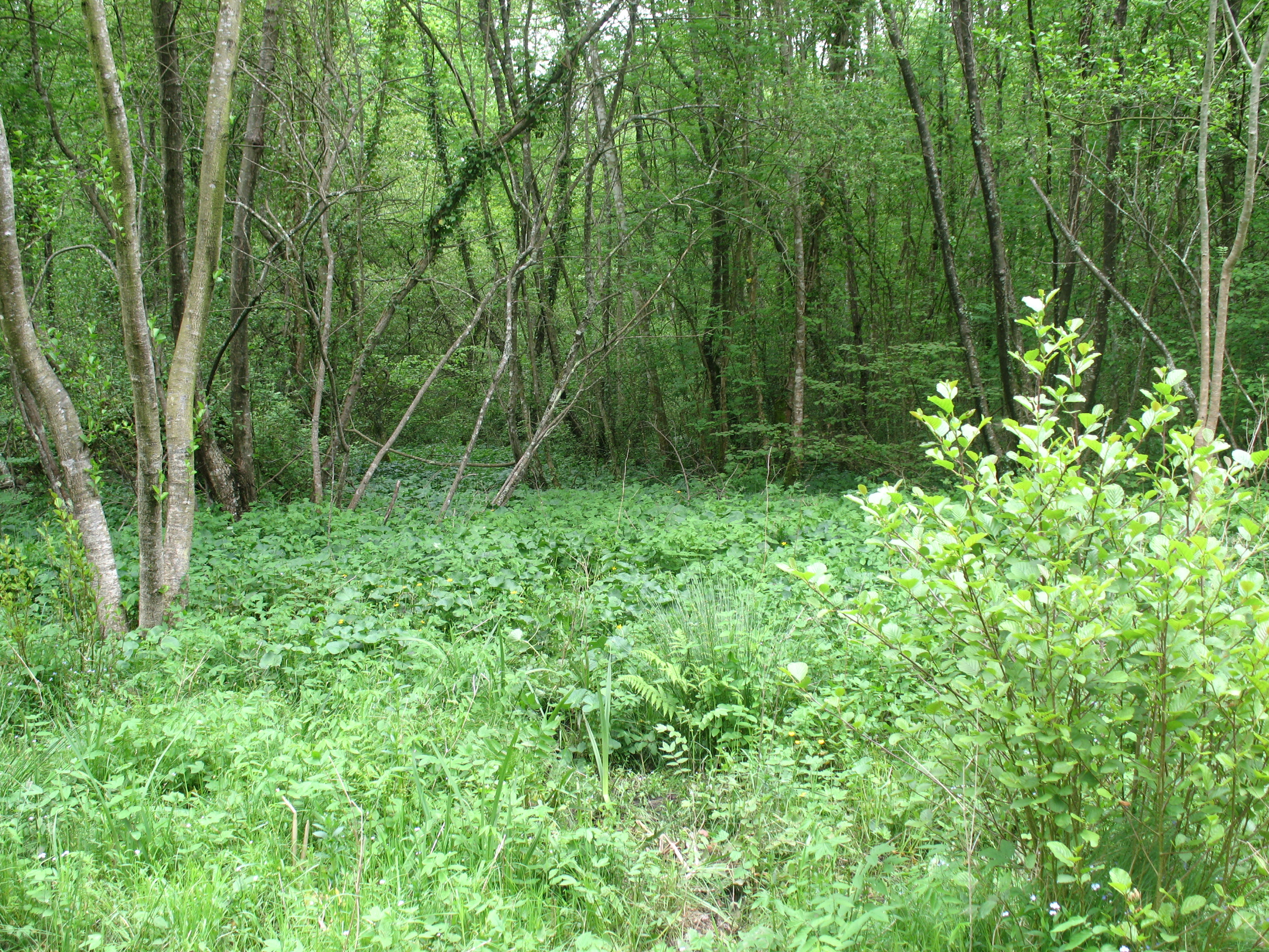 Aulnaie_marécageuse